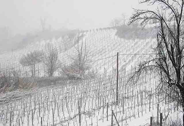 January in the Barber d'Asti vineyard